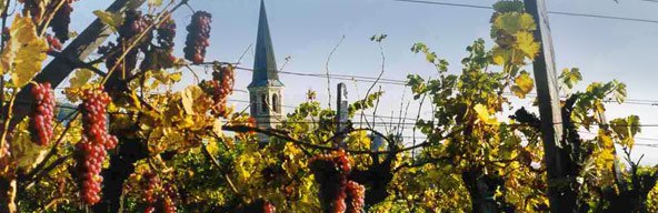 Ein Kirchturm ragt hinter einem Weinberg mit reifen Trauben hervor.