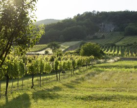 Weinbaugebiet Thermenregion, © Tourismusbüro Gumpoldskirchen