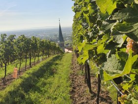 WeinWanderWeg Gumpoldskirchen, &copy; Wienerwald Tourismus GmbH