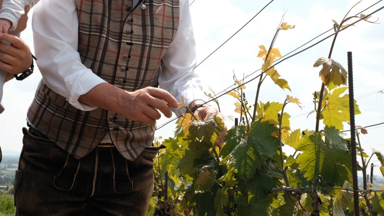 Weingut Krug, &copy; Wienerwald Tourismus/Kerstin Semmelmeyer